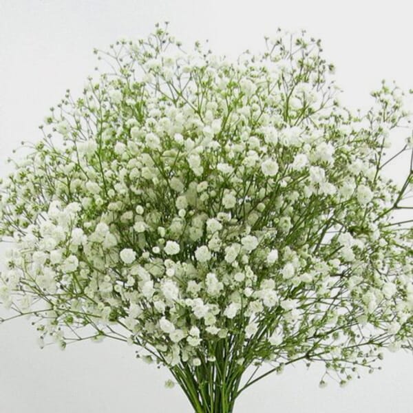 Fresh gypsophila baby’s breath bunch