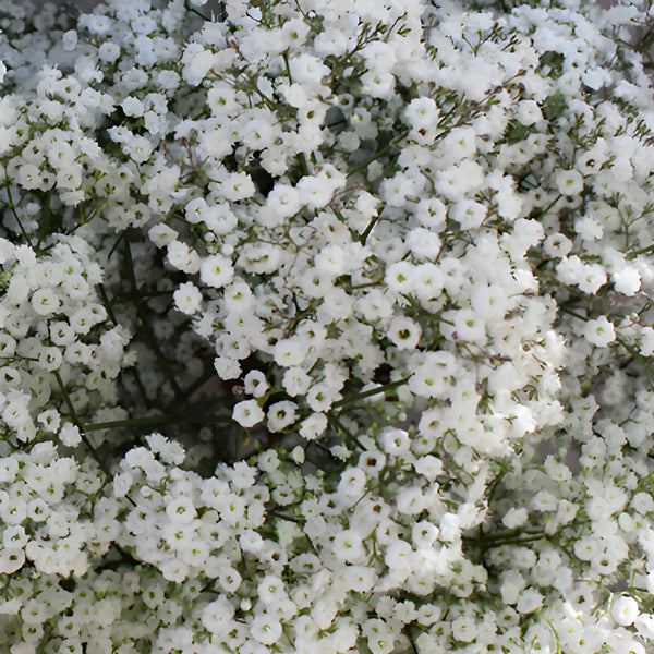 Bulk fresh million star baby’s breath