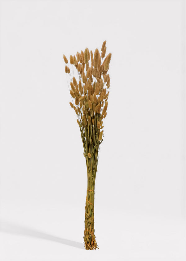 Natural undyed cream bunny tail grass bunch