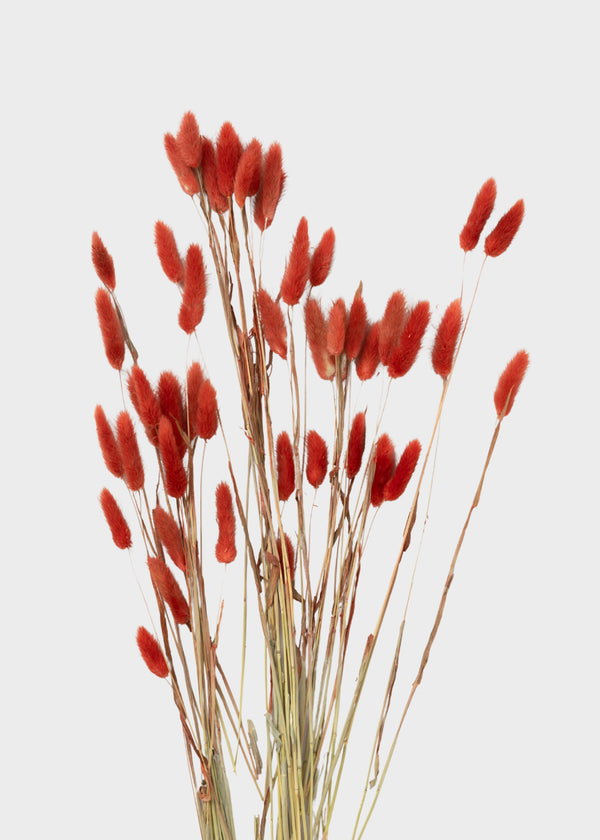 Bundle of terracotta-dyed dried bunny tail grass
