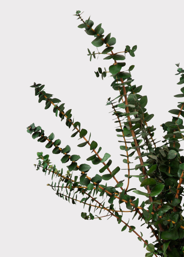 Preserved green eucalyptus bundle
