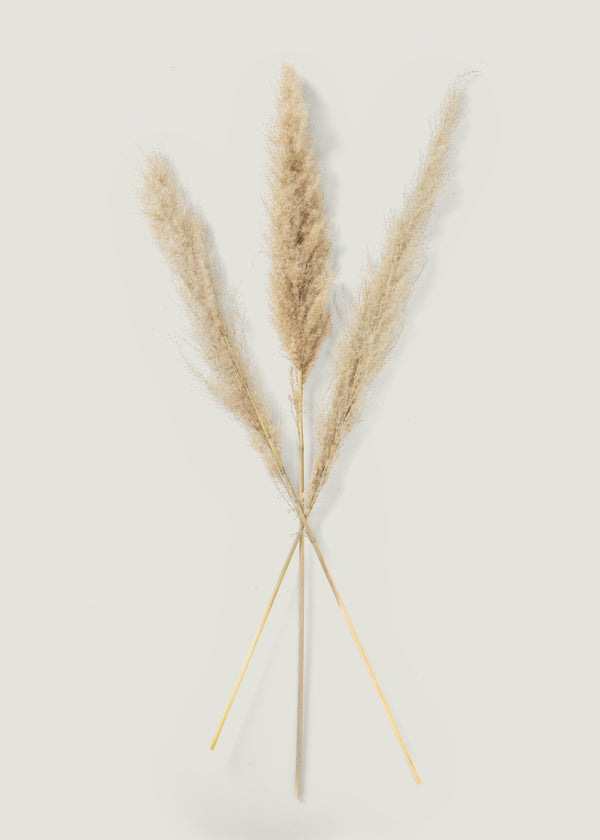 Natural dried feather pampas grass stems